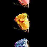02_Glows-roses