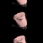 03_Raster-roses